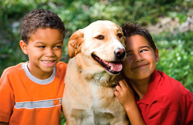 Increasing number of pet insurance adoption