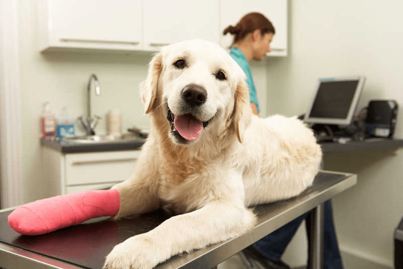 regulatory standards for the pet insurance industry