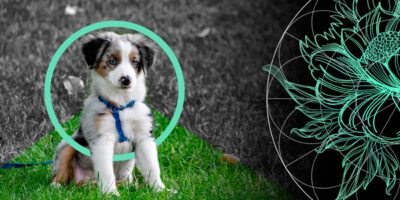 What Does Pet Insurance Cover and Not Cover? Dog, Cat, Horse & Rabbit Insurance Cost