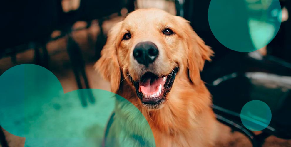 What is a dog lifetime insurance policy?