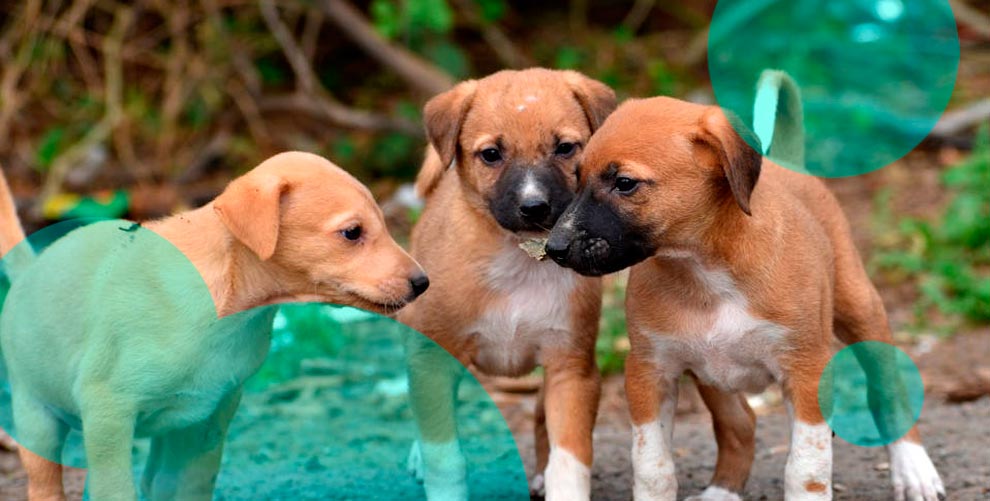 Why might I need dog insurance?