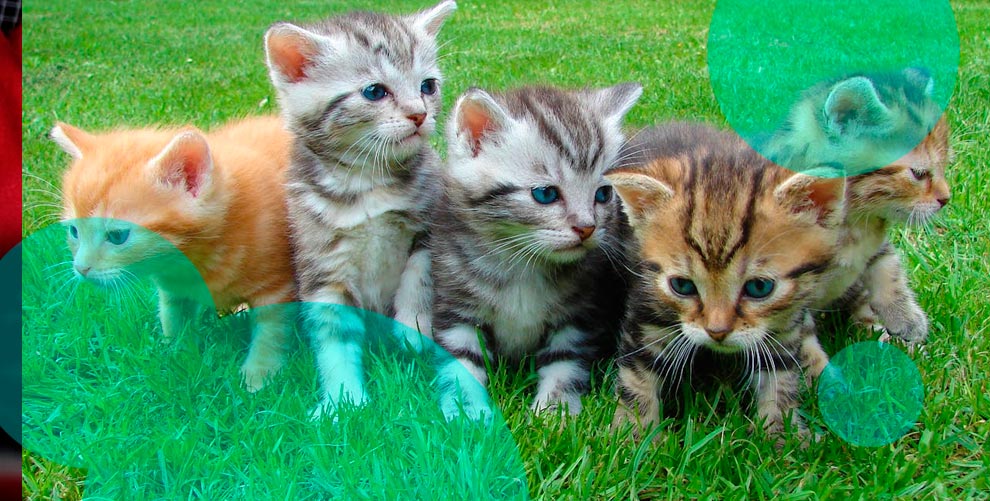 What pros and cons of lifetime pet insurance?