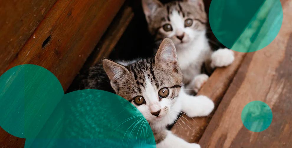 What is lifetime pet insurance?