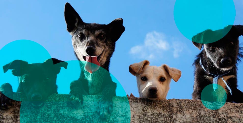 How Much Does Pet Insurance Cost?