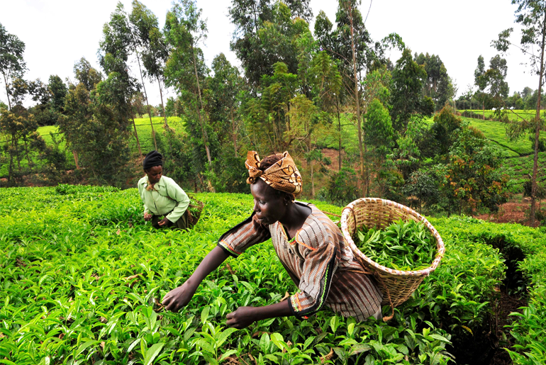 Agriculture Microinsurance