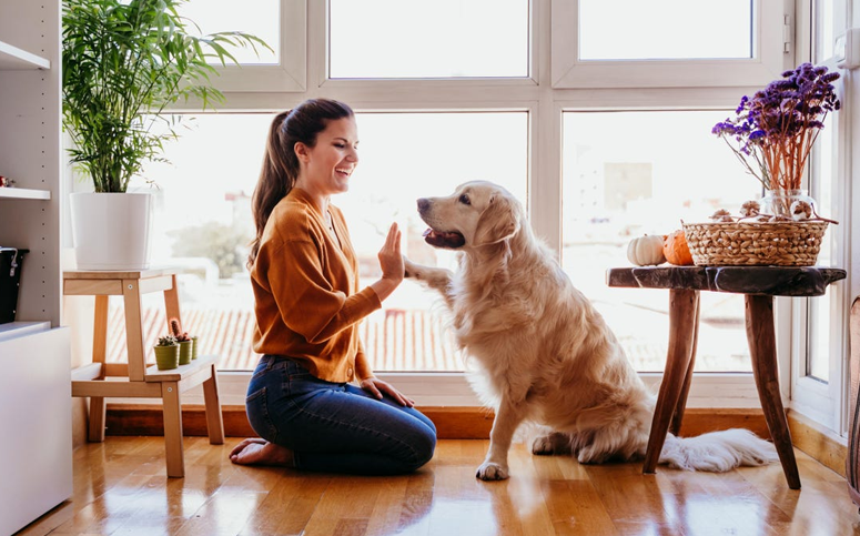 Pet insurance startup Napo chase the Gen Z and millennials pet ownership