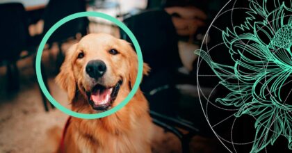 dog insurance