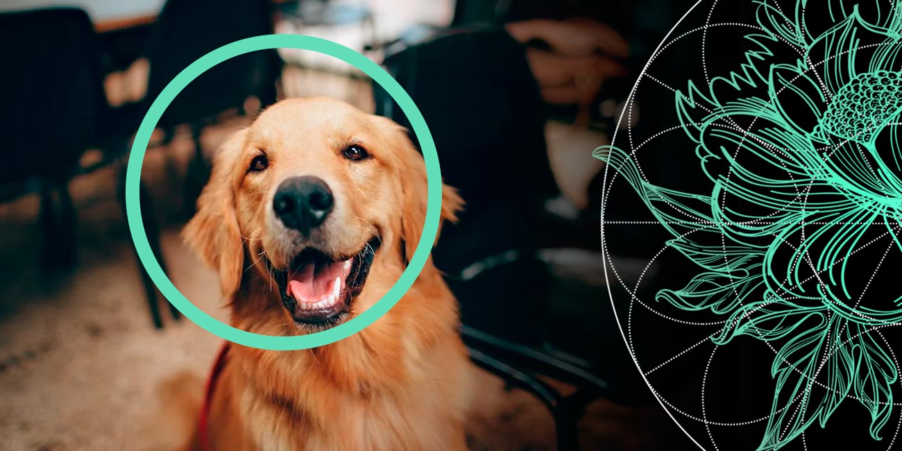 dog insurance