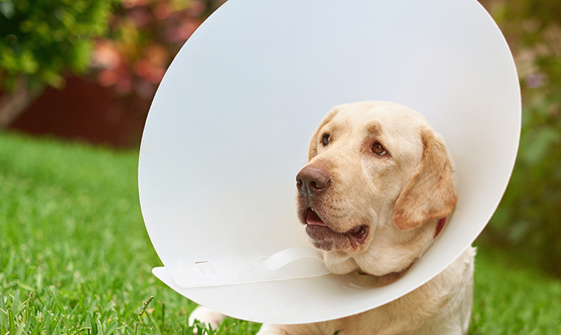 U.S. insurers paid out more than $1 bn in dog-related injury claims