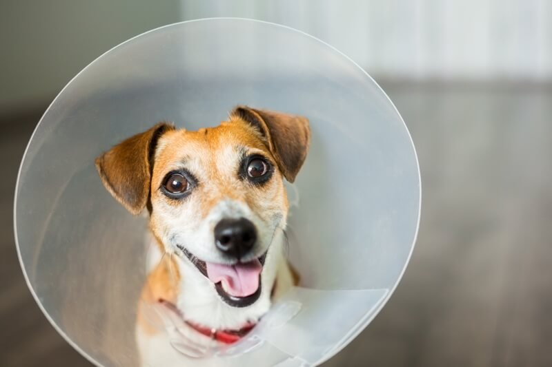 number of dog-related injury claims nationwide dropped