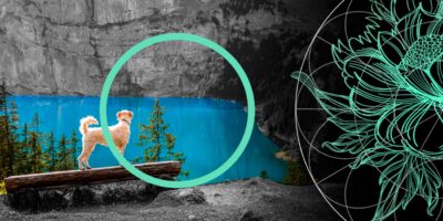 Global Pet Insurance Market Review: Size, Coverage & Forcasts