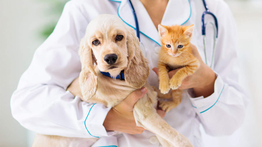 After COVID-19 pandemic, the Pet Insurance market a declines