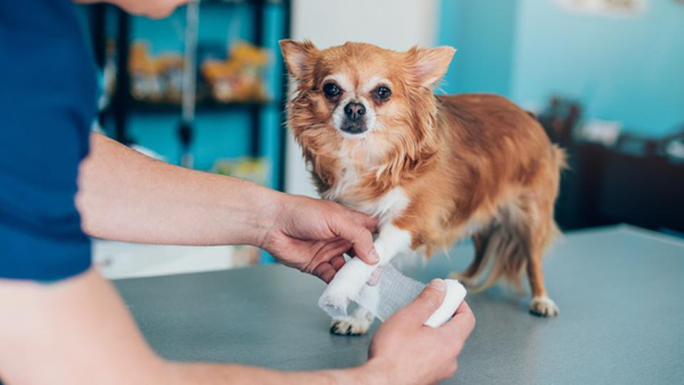 Is pet insurance expensive?