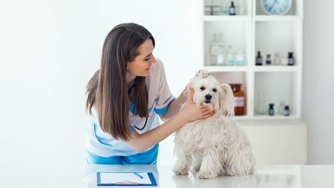 Pet health insurance