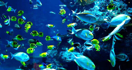 WTW unveiled an innovative parametric insurance for coral reef ecosystems