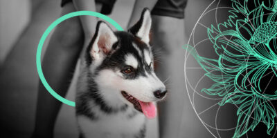 Dog Bite Liability Insurance Review: Claims & U.S.Legislation