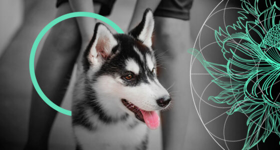Dog Bite Liability Insurance Review: Legislation and Claims