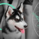 Dog Bite Liability Insurance Review: Legislation and Claims