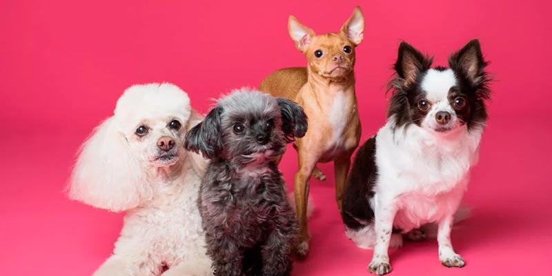 Dog-related injury insurance claims