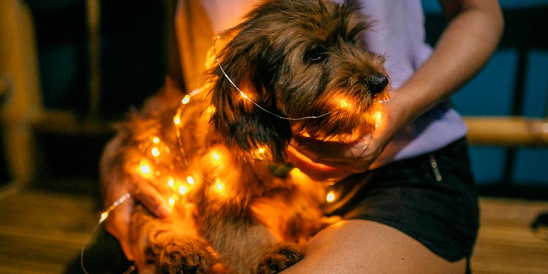 Dog bite insurance liability overview