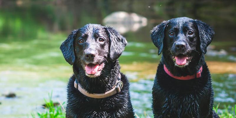 Dog bite liability and homeowners insurance