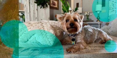 Chubb's acquisition of pet insurance MGA Healthy Paws valued at 0 mn