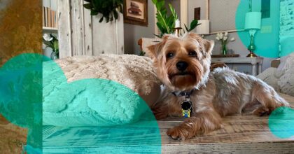 Chubb's acquisition of pet insurance MGA Healthy Paws valued at 0 mn