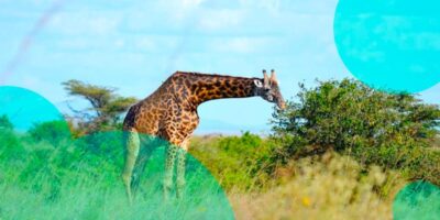LM Re, Sprout & Britam launched a parametric insurance product for Kenya