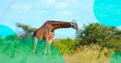 LM Re, Sprout & Britam launched a parametric insurance product in Kenya