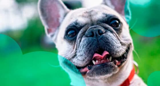 Maryland laid out regulations and new requirements for pet insurance companies