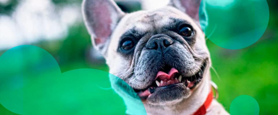 Maryland laid out regulations and new requirements for pet insurance companies
