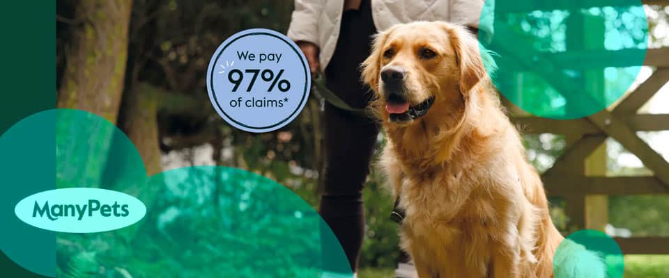 Insurtech ManyPets reports £33 mn loss for FY 2024