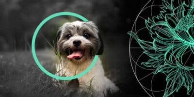 TOP 10 Best Pet Insurance Companies for 2025