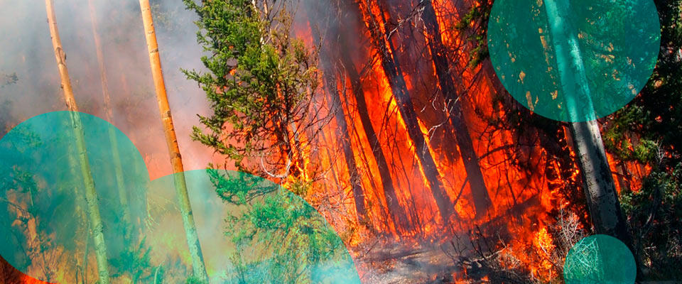 Annual insured losses from wildfires in Canada increased to C$706 mn