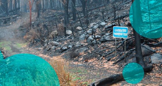 Victorian bushfires in Australia trigger 1,386 insurance claims as total losses hit 30%