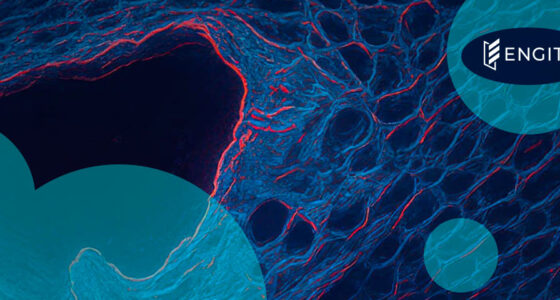 BioTech Engitix lands €21 mn extension to push ECM cancer therapies