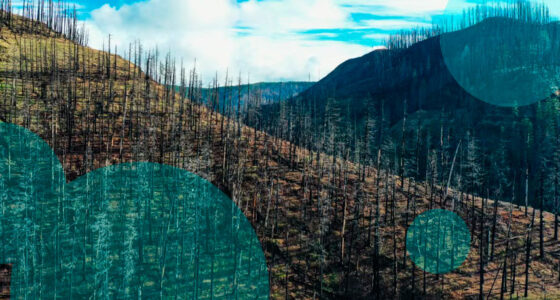 Canada’s Bald Range wildfire insured losses reach CAD 313 mn ($219 mn)