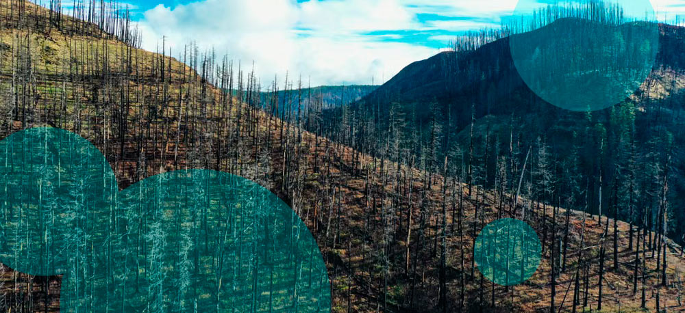 Canada’s Bald Range wildfire insured losses reach CAD 313 mn ($219 mn)
