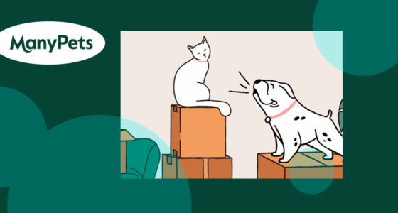 Insurtech ManyPets launches ChatGPT plugin for pet insurance quotes