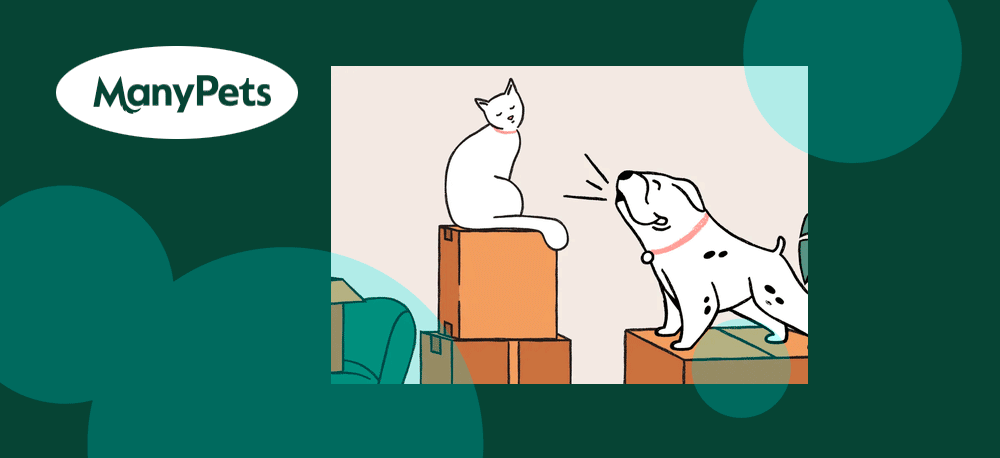 Insurtech ManyPets launches ChatGPT plugin for pet insurance quotes
