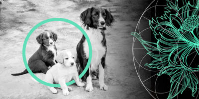 Pet Insurance Dog Costs: 5 Most Expensive Breeds in the U.S.
