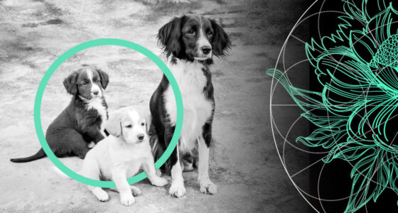 Pet Insurance Dog Costs: 5 Most Expensive Breeds in the U.S.