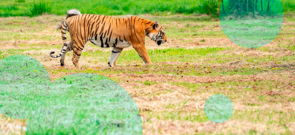 Tiger kills man at Yorkshire Wildlife Park, animal will not be euthanised