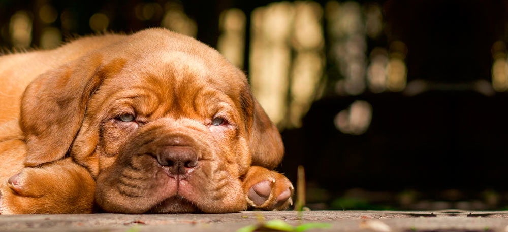 Mastiff