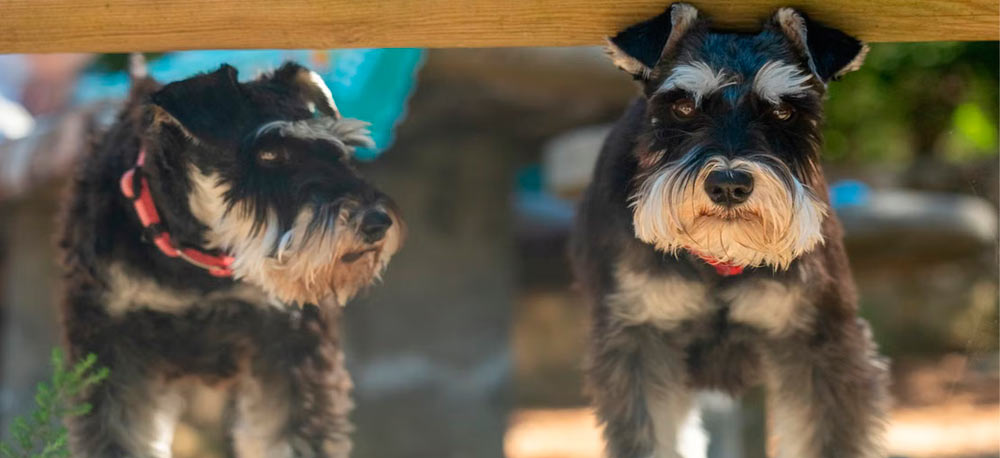 Standard schnauzer