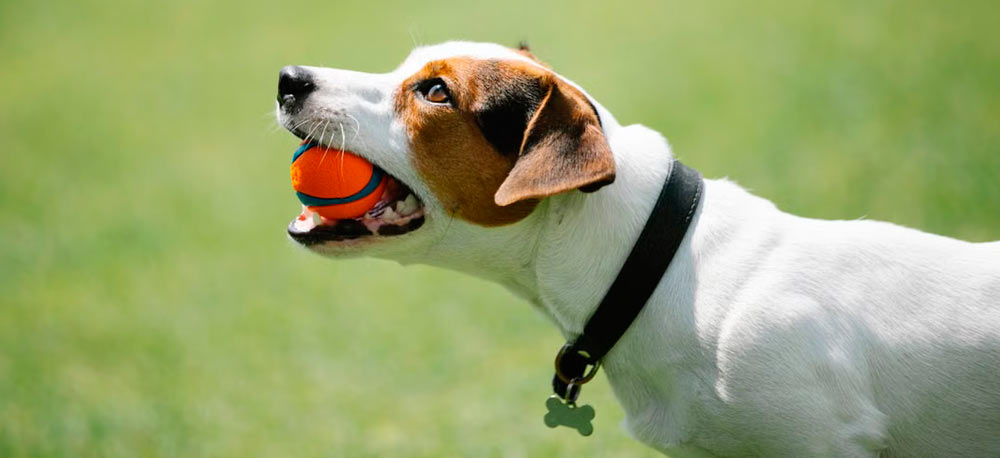 Parson Jack Russell terrier
