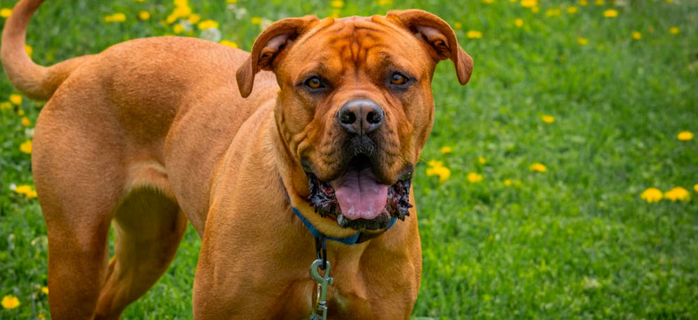 Dogue de Bordeaux