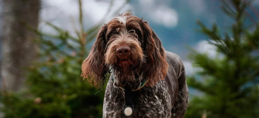Pudelpointer